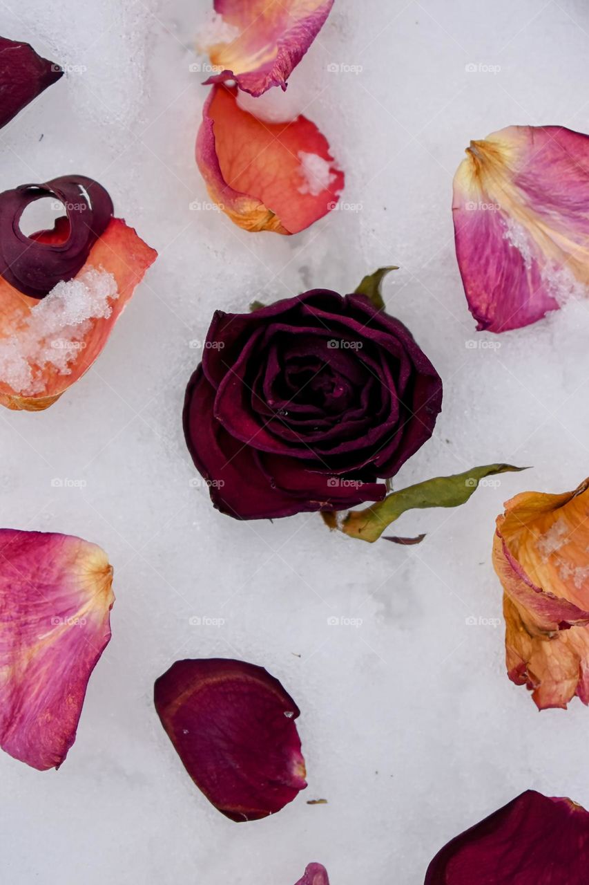 Dried rose and rose petals in the snow