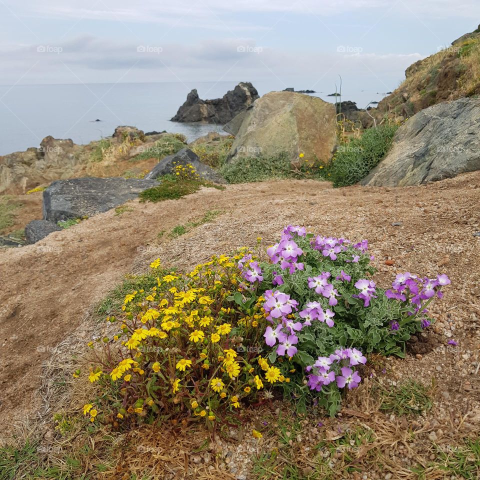 Fleurs du bord de mer