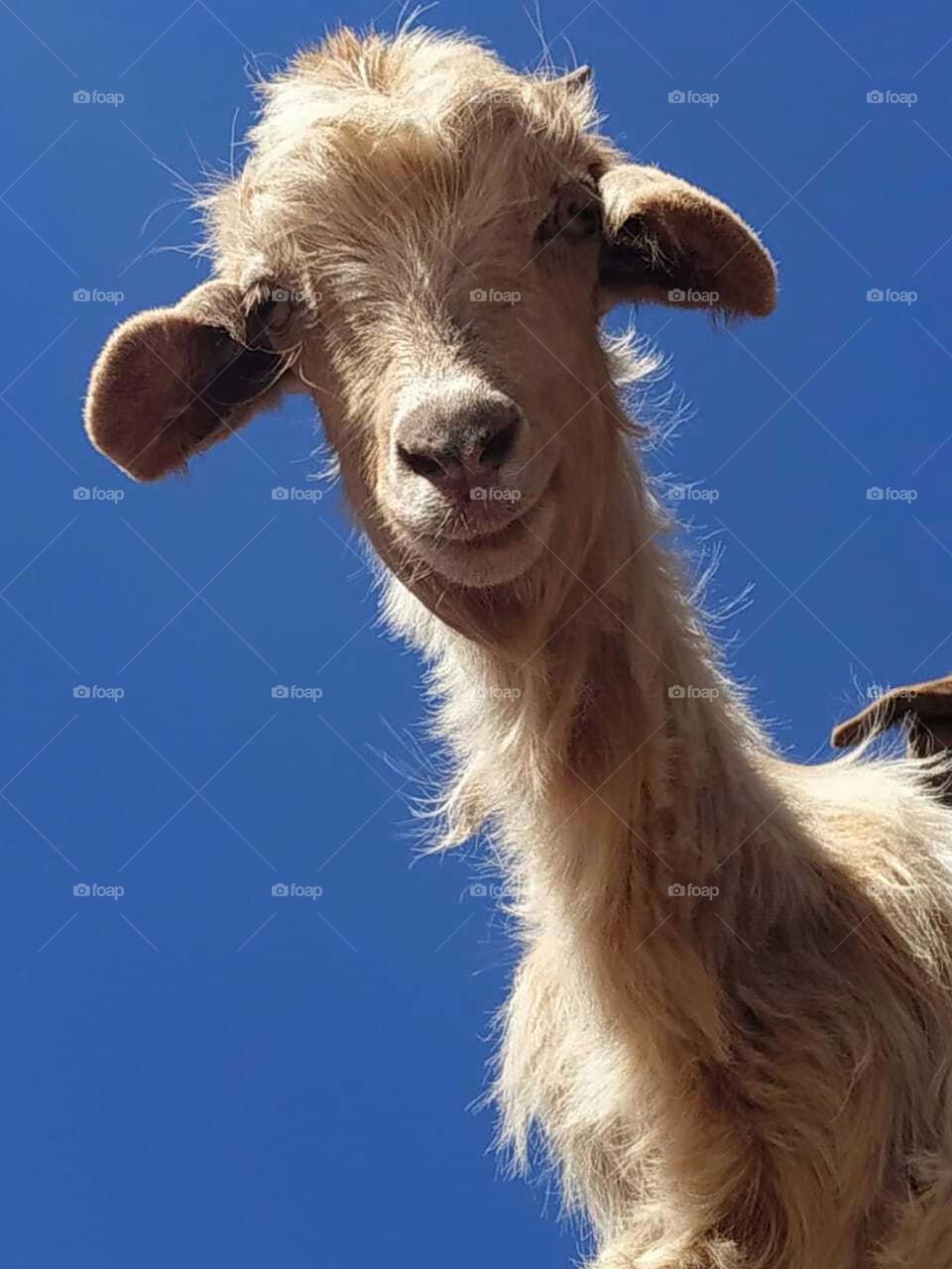 A goat looking at my camera