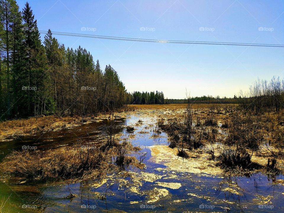 wetland in the countryside