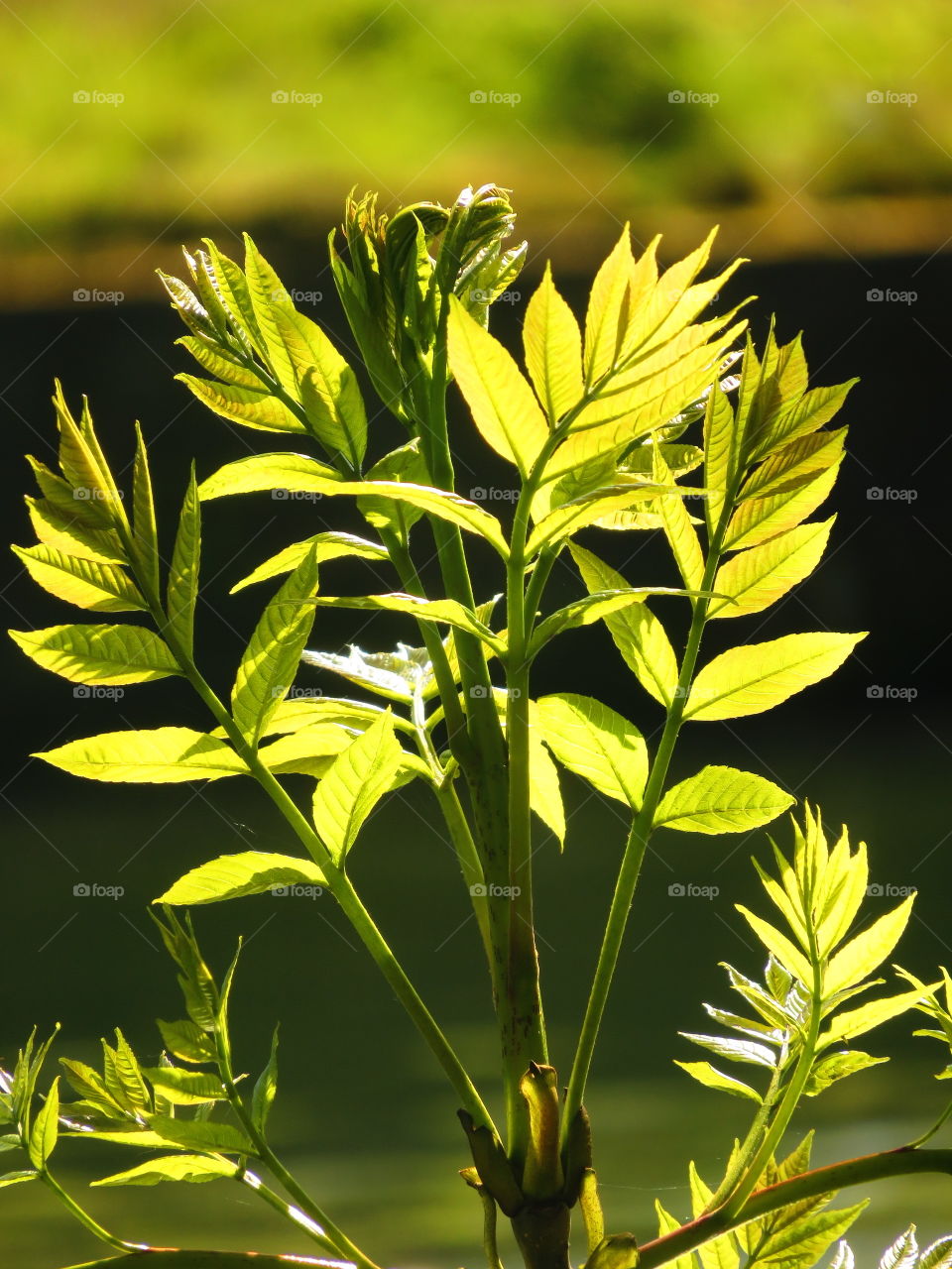 translucent leaves