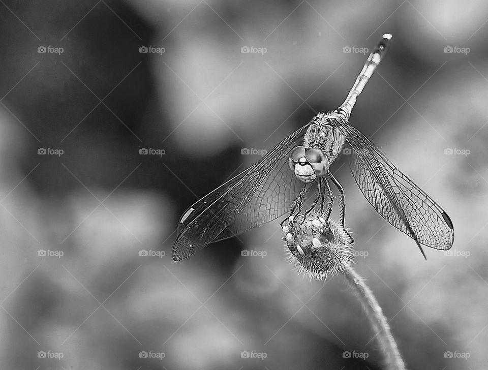 Dragon fly - BW style - Inscet