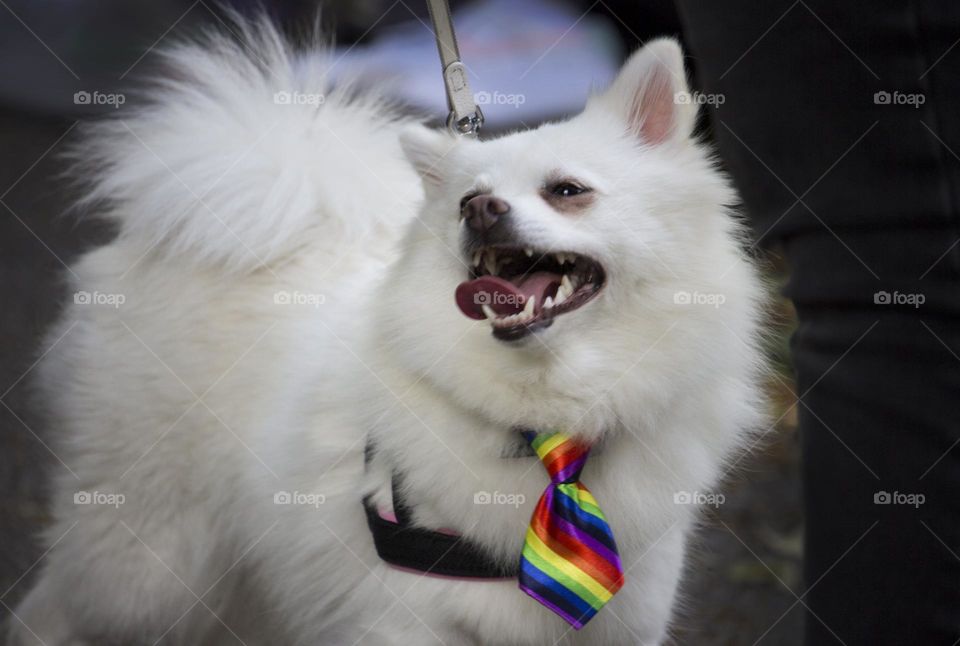 Pride fashion, white dog with tie
