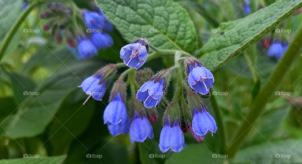 violet flowers