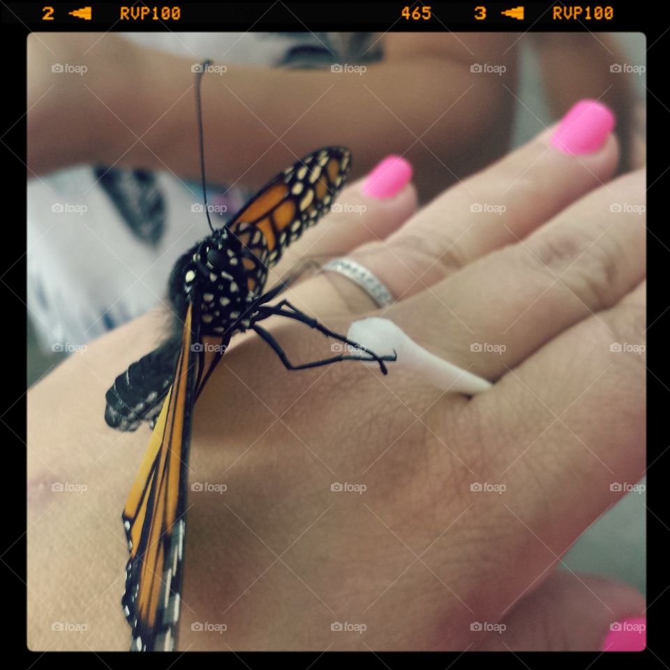ring. butterfly on my hand at the nys fair