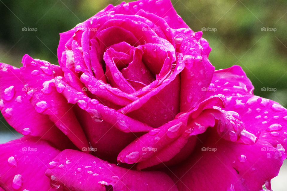 Rosa - Rose