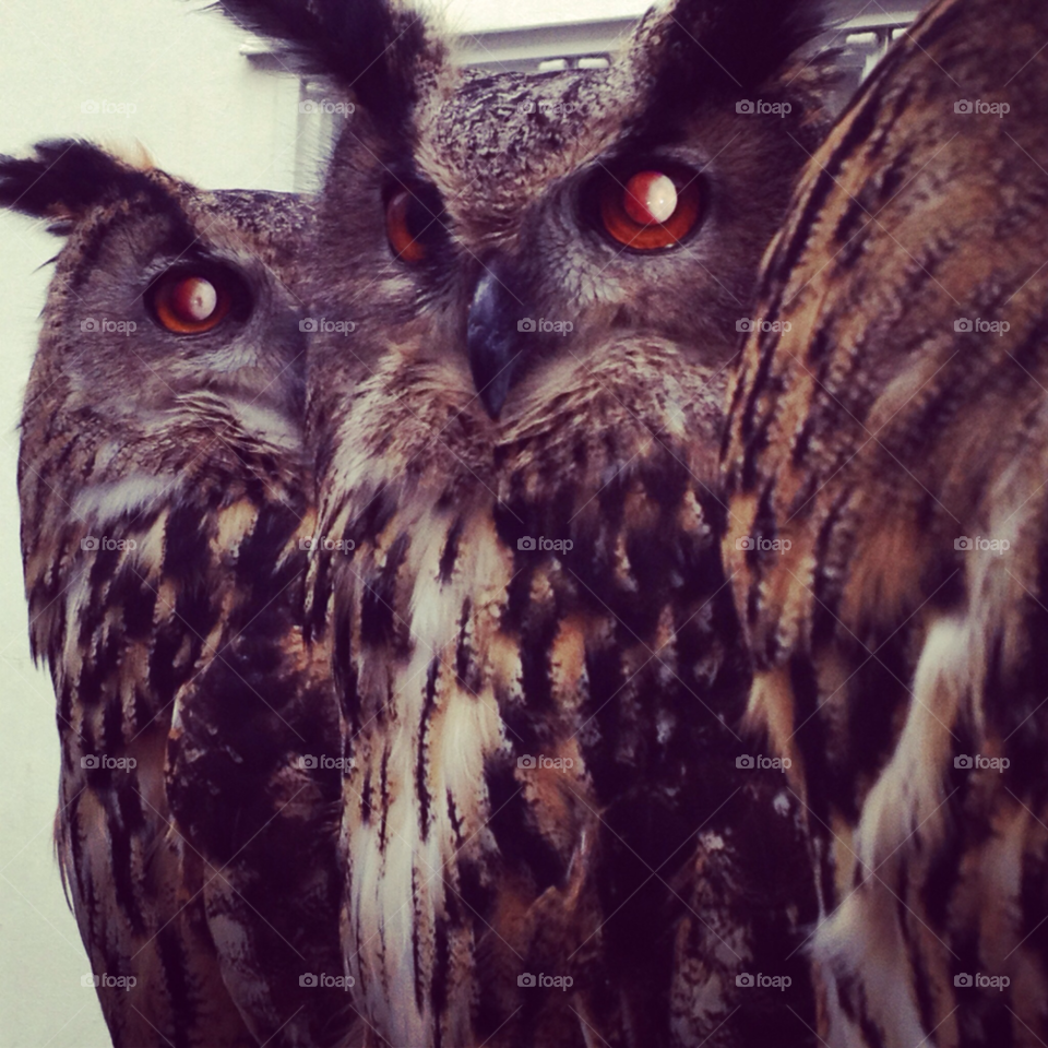 prey folkestone bird owls by hollyheart