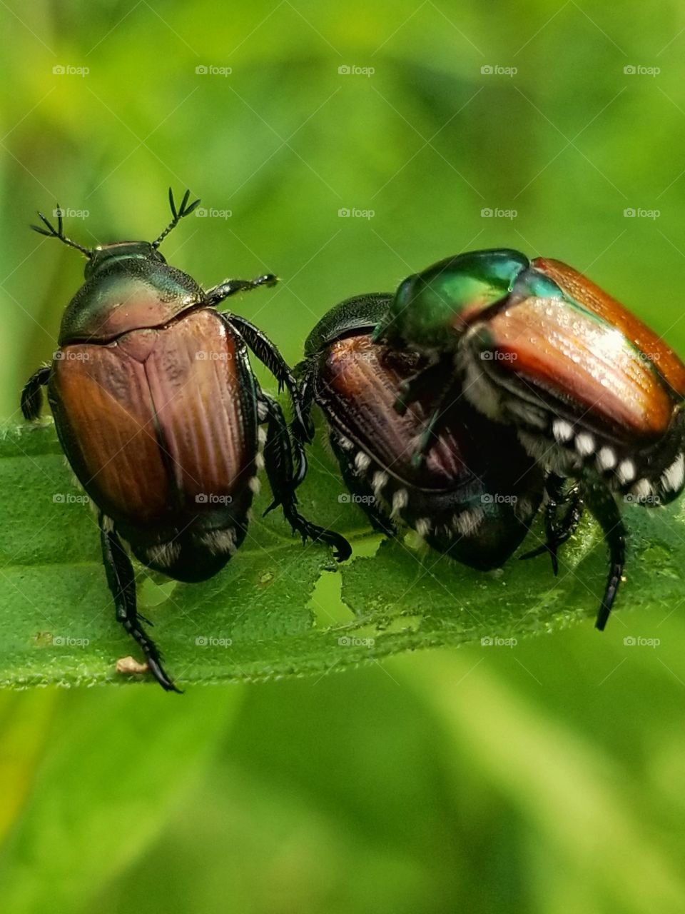 Japanese scarab beetles
