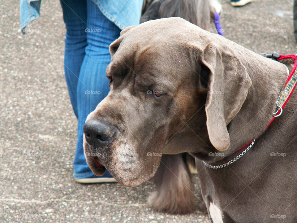 dog walking on the street