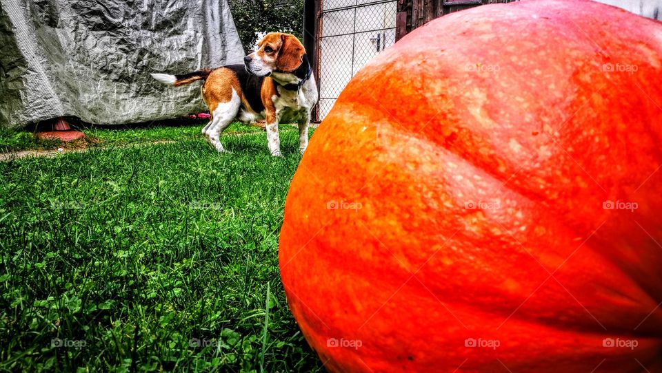 Beagle and pumpkin