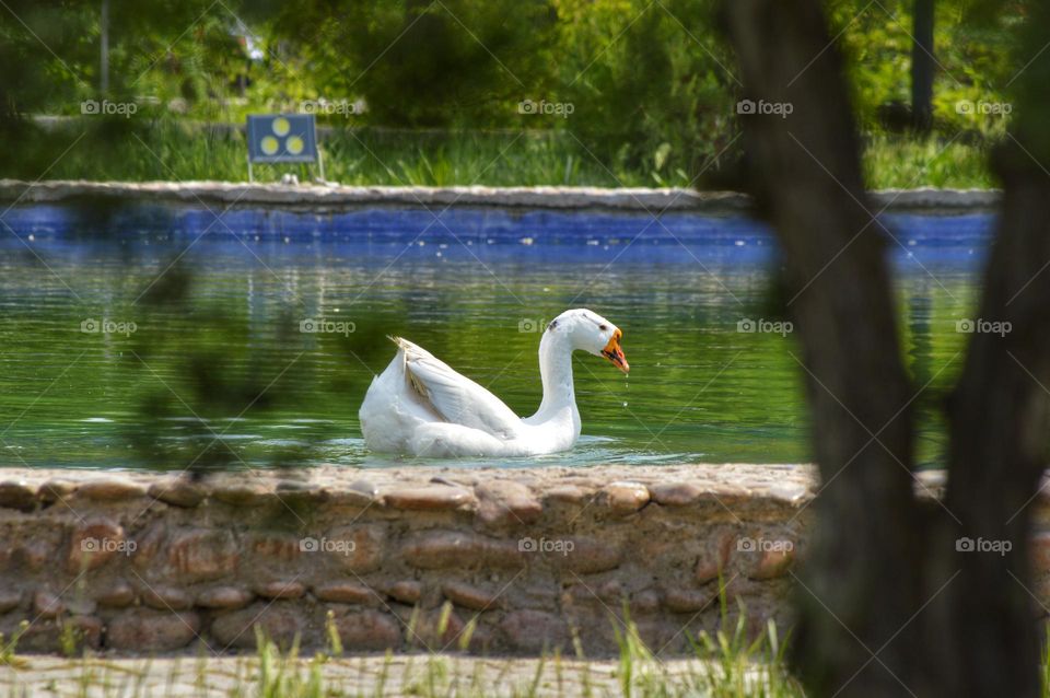 bright sunny day view from the bushes on the white swan. a swan swims in a pool of green water. a drop is seen falling from the beak.