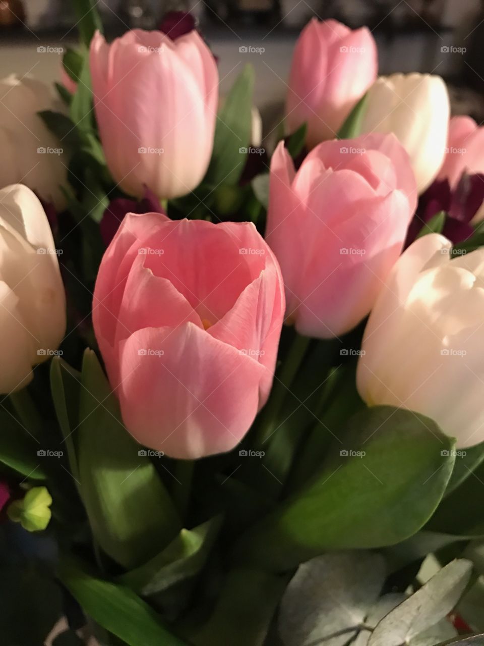 No Person, Tulip, Flower, Nature, Bouquet