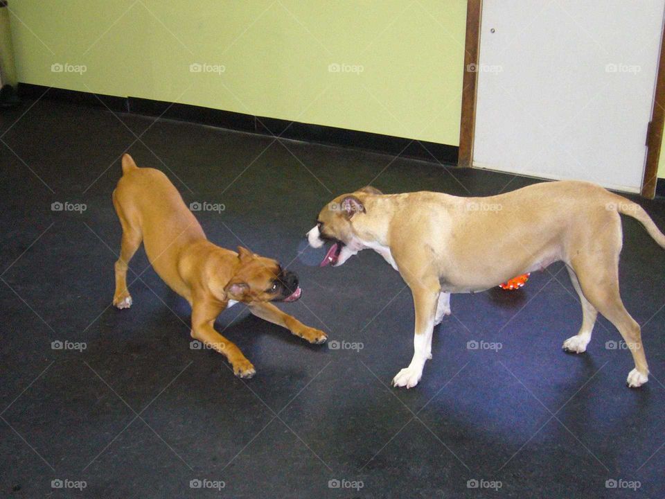 Dogs At Play - Boxer Play Bow