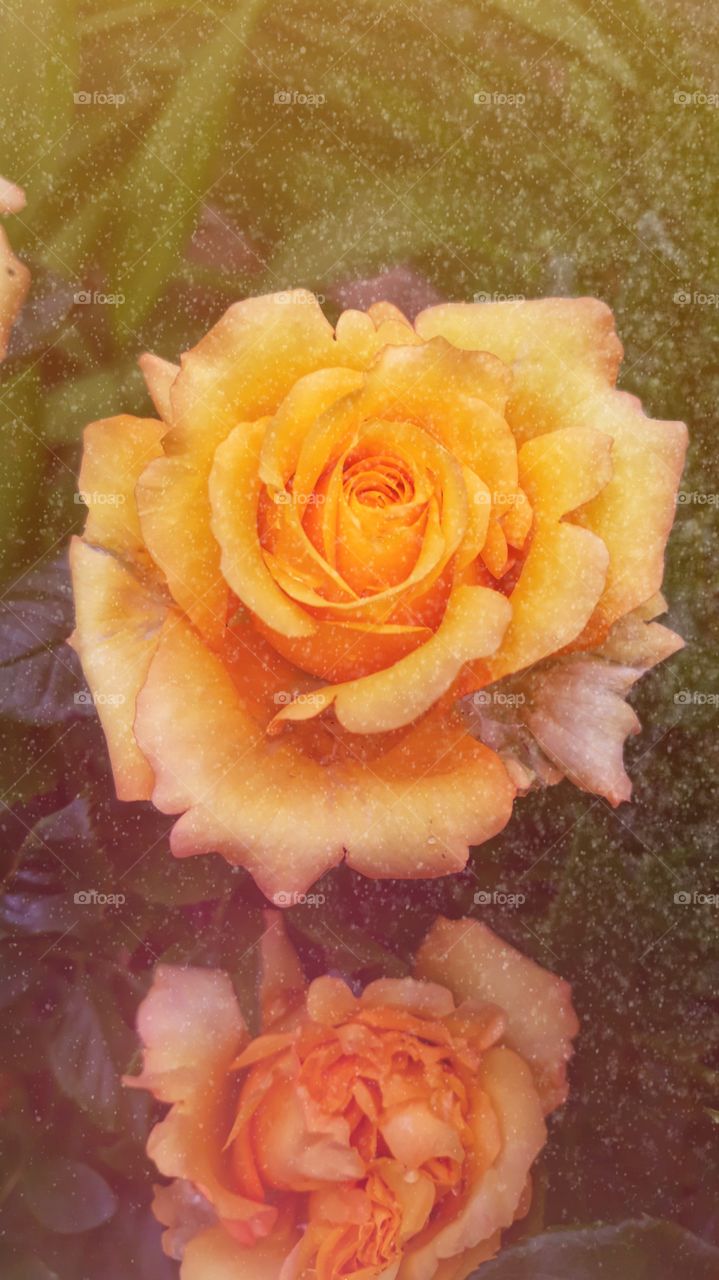 itsmario edits, yellow rose bud with kinky layer