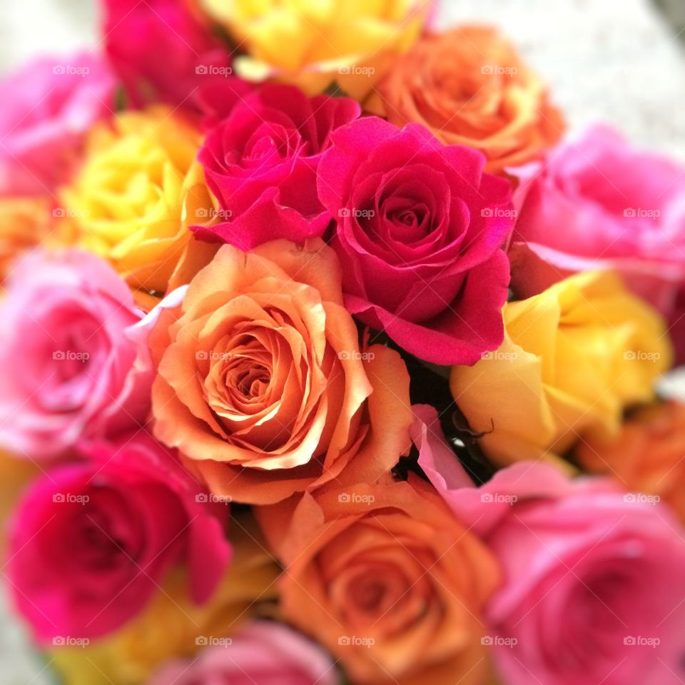 Beautiful colorful roses