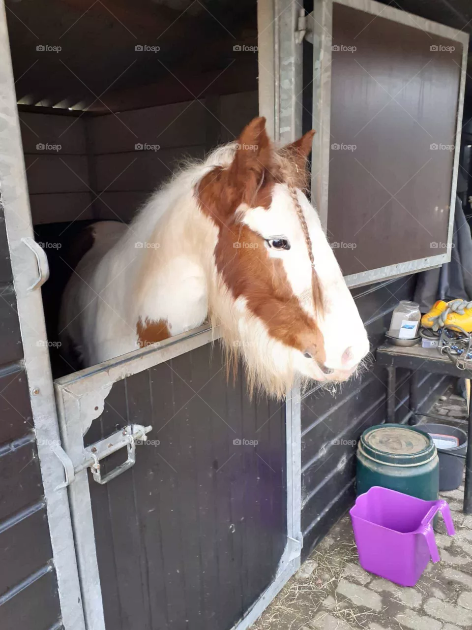 Horse with its head out of the stable