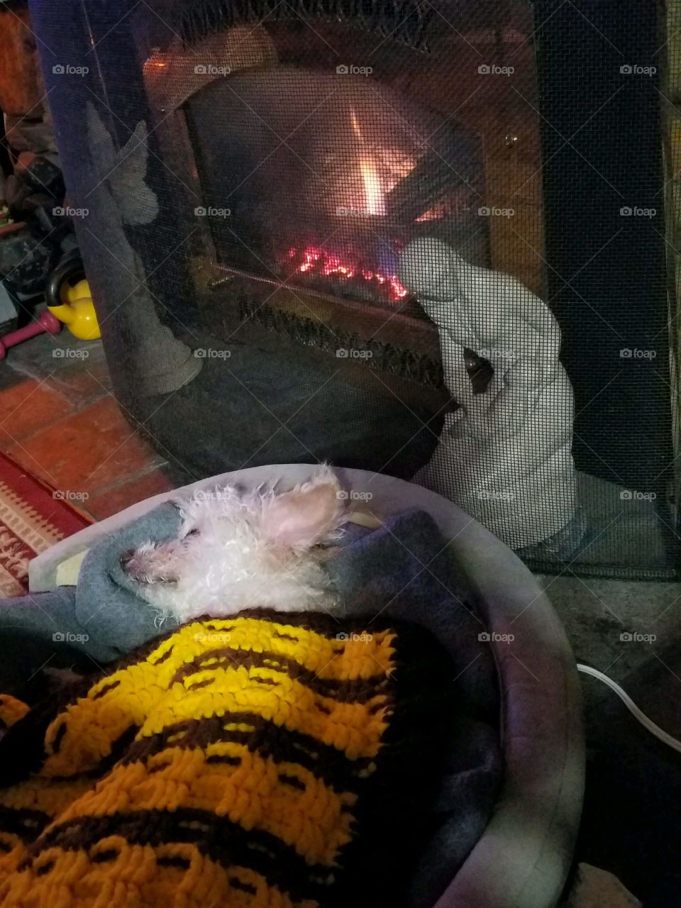 Little toy poodle kept warm covered in dog bed in front of burning fireplace.