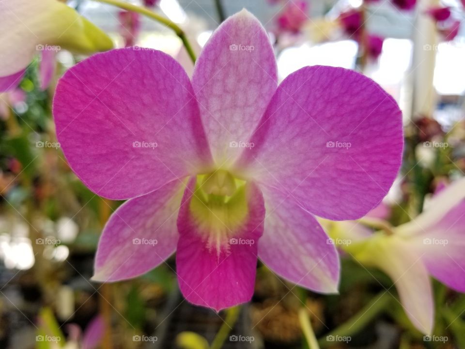 orchid 2