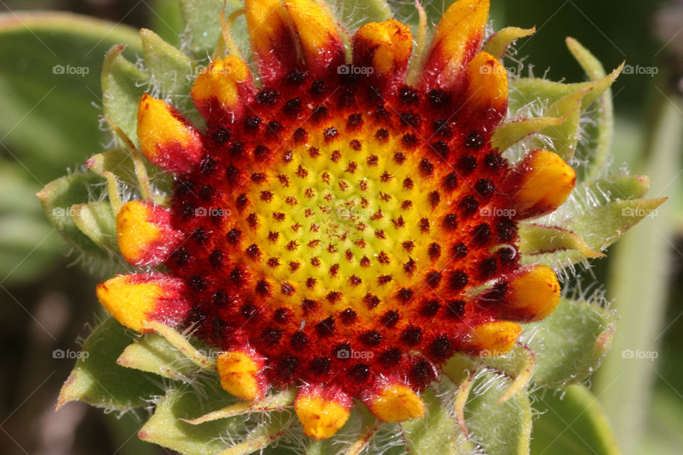 green yellow nature flower by kshapley