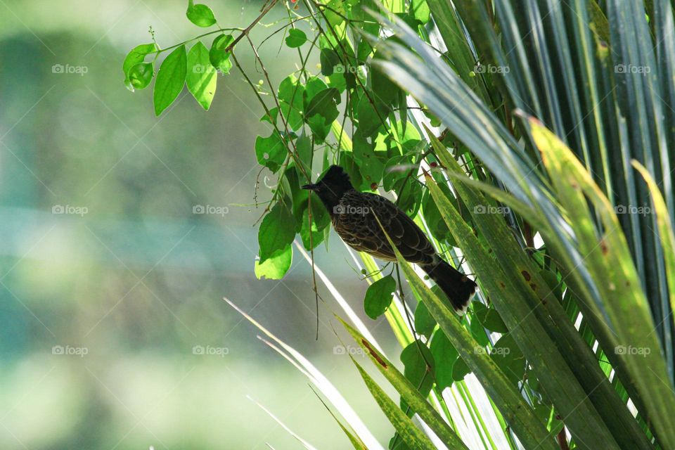 No wild bird will ever want a cage as its home. When a little one is abandoned, birds of another tribe are there to take care of it.