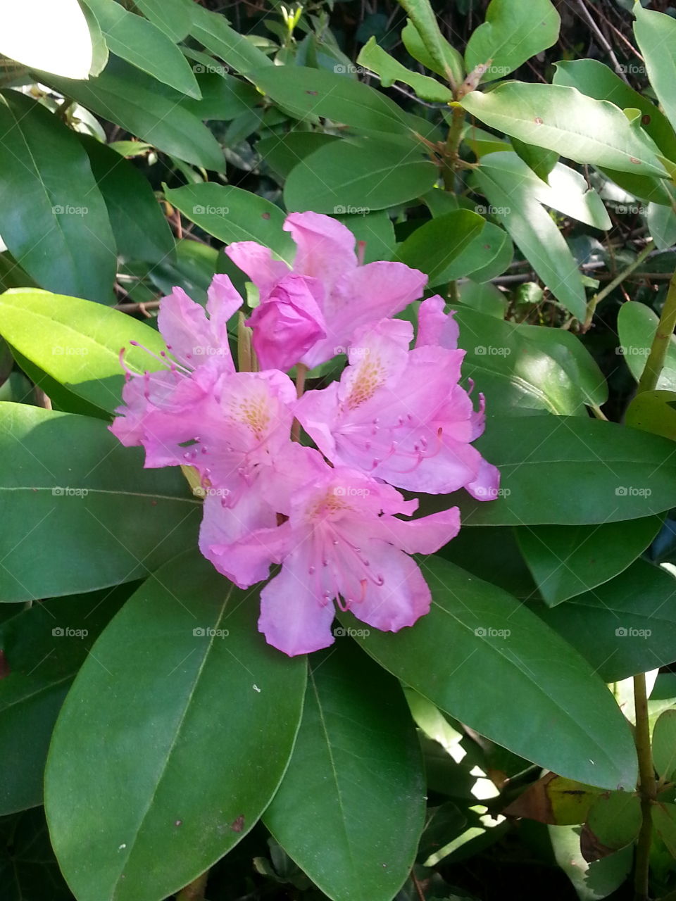 Nature, Leaf, Flora, Flower, Garden