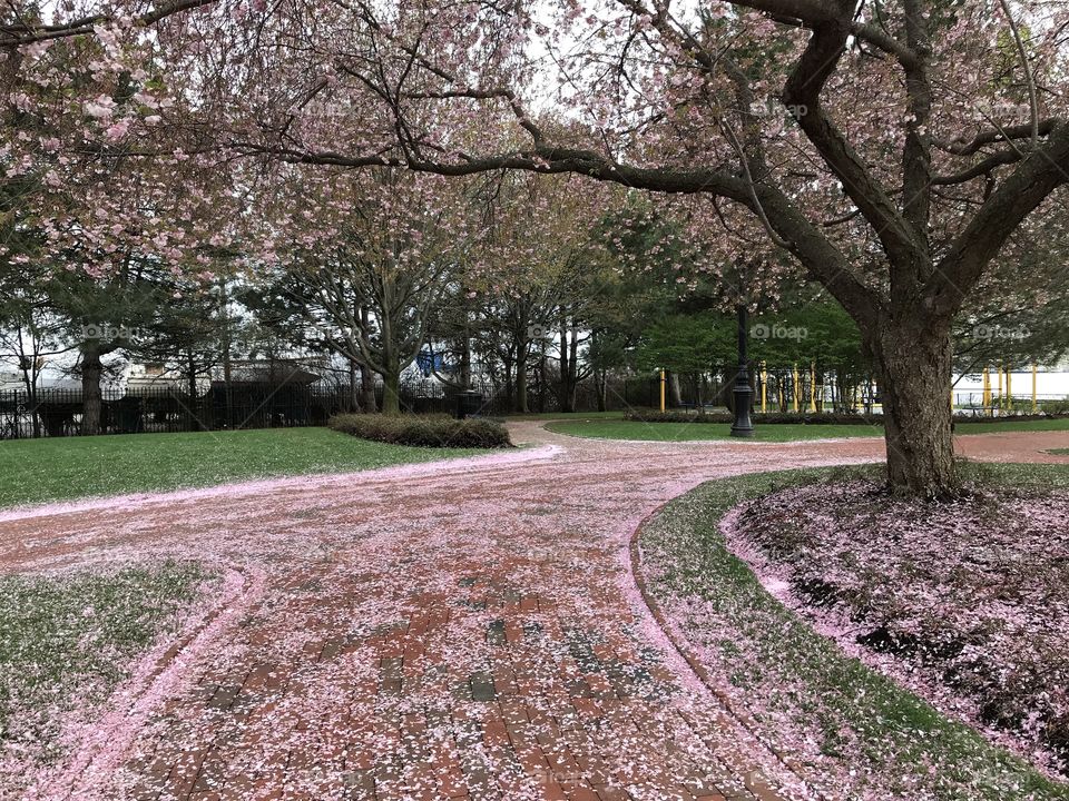 Cherry blossom petals 