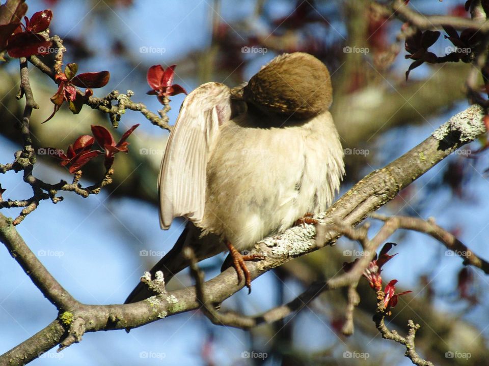 Bathing in a crabapple