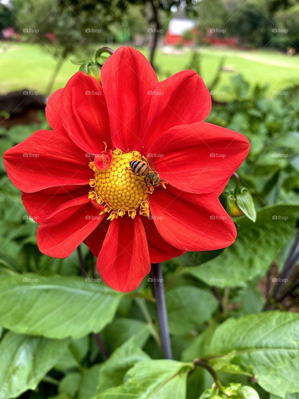 Bee on a red flower