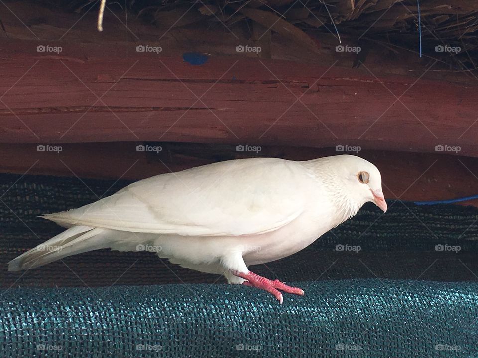 Cute White pigeon perched.