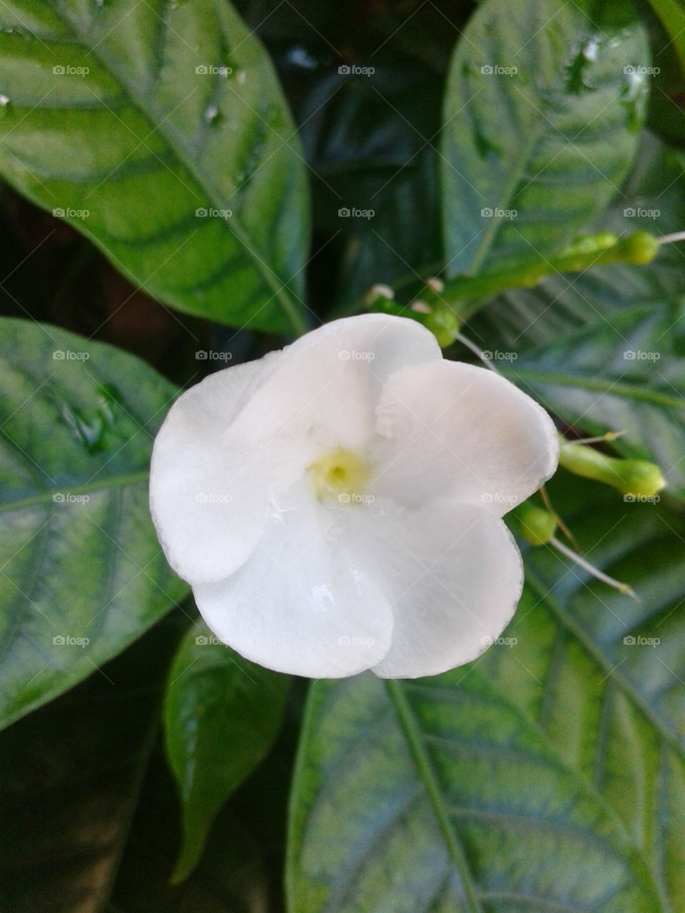 Leaf, Nature, No Person, Tropical, Flora