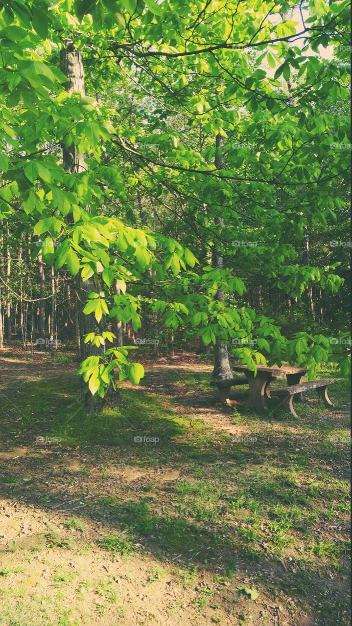 Picnic table under a shady tree