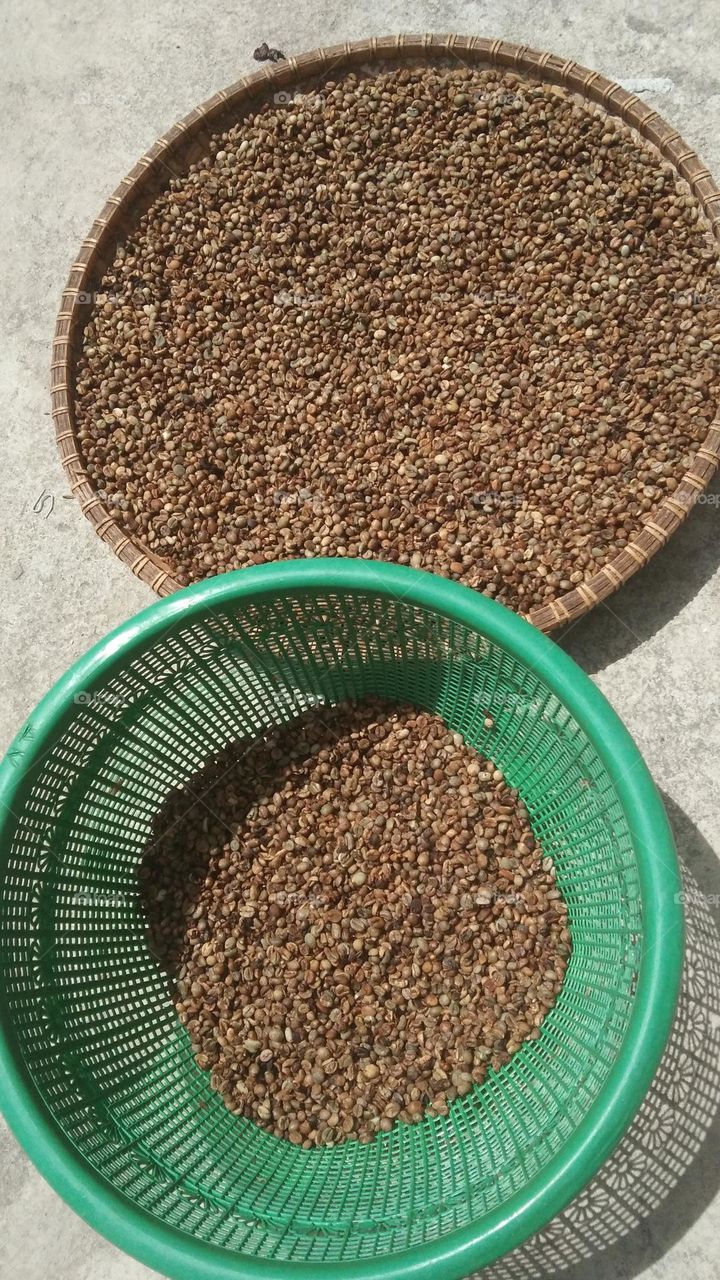 processed coffee in the traditional way, the stage of drying the beans by drying them down the sun.
