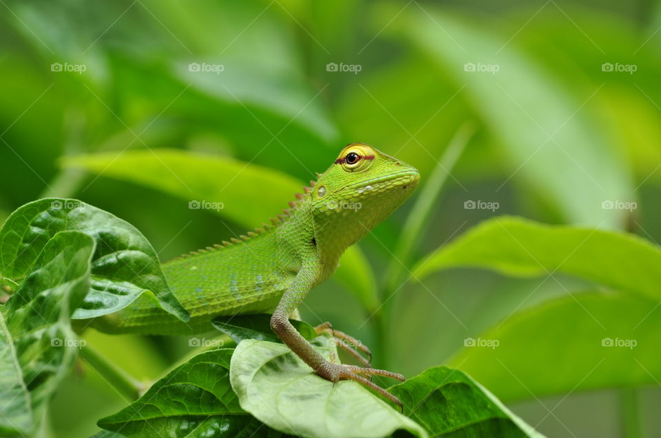 Green Garden Lizard