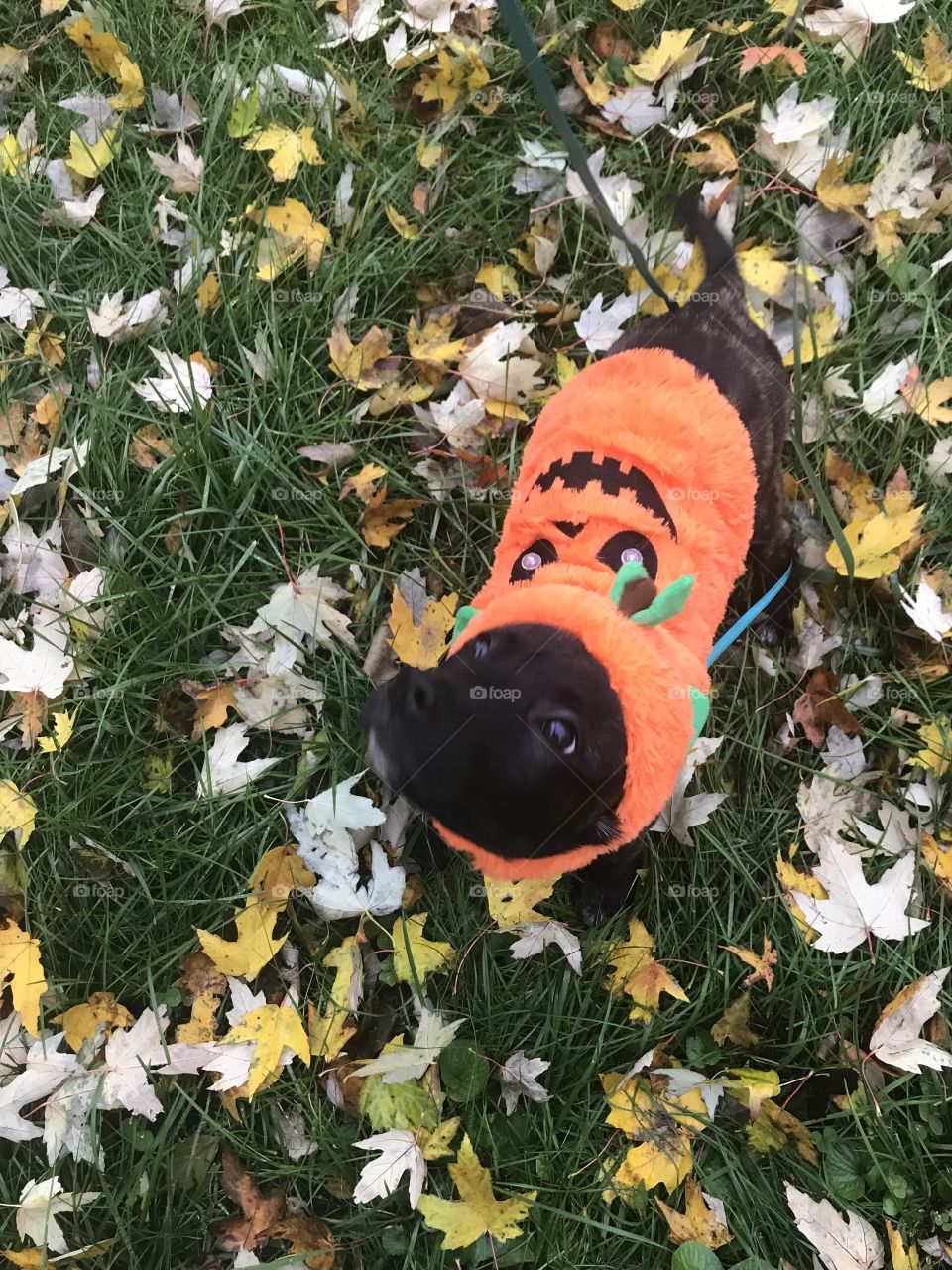 Puppy Harley, 5 weeks, all dressed up for his first Halloween. 