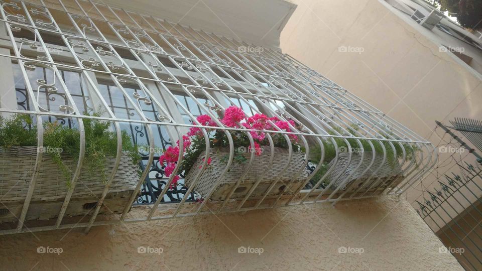 window with Flowers