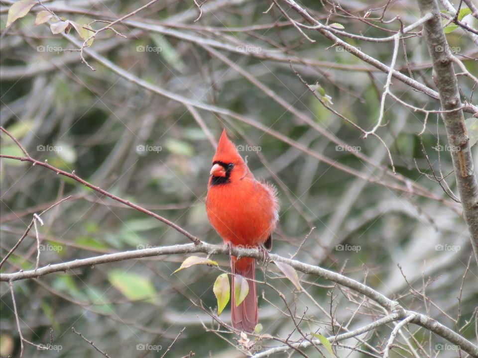 Cardinal