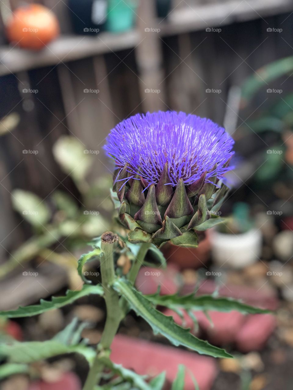 Artichoke flower