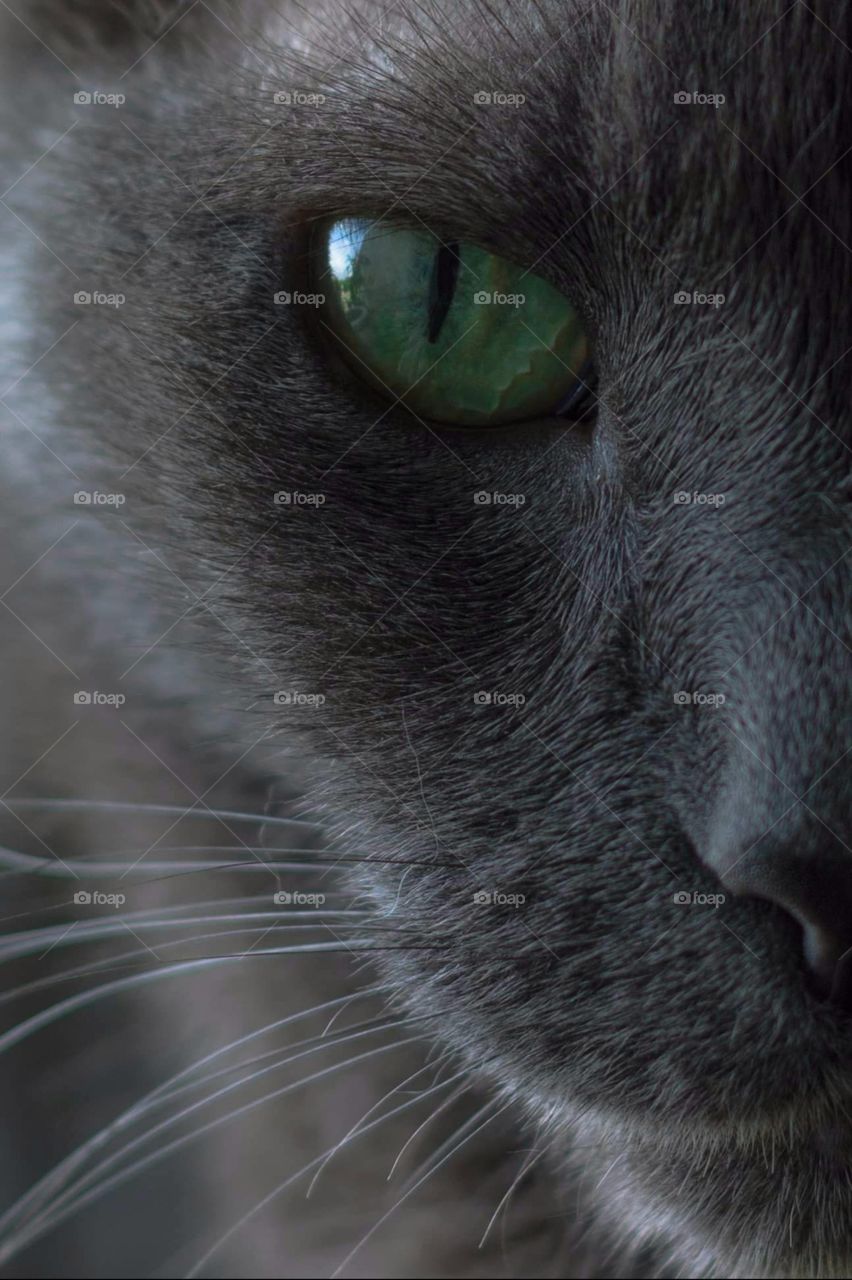 moody image close up of half of a face from a dark gray cat with green eyes, slim long whiskers, and side light