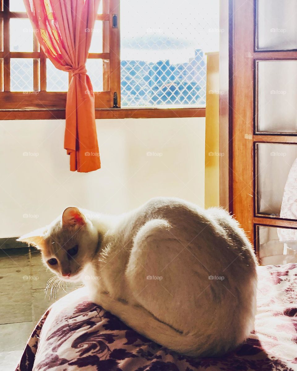 🇺🇸 With this morning sun, the cat doesn't even want to move. Against the cold, that lazy warmth... / 🇧🇷 Com esse solzinho da manhã, a gata não quer nem saber de se mexer. Contra o frio, esse calorzinho tão preguiçoso…