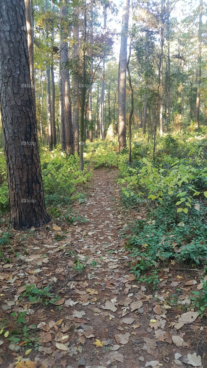 forest trail