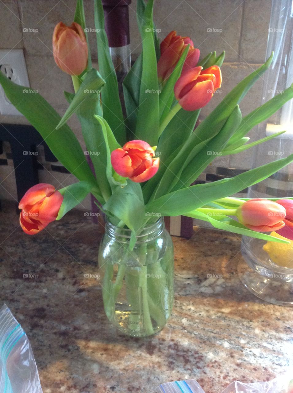 Beautiful red Spring tulips blooming.