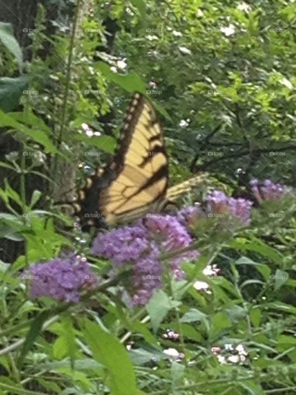 Swallowtail Butterfly in Park. Swallowtail Butterfly on Lavender Flowers at Annandale Community Park, Annandale, VA