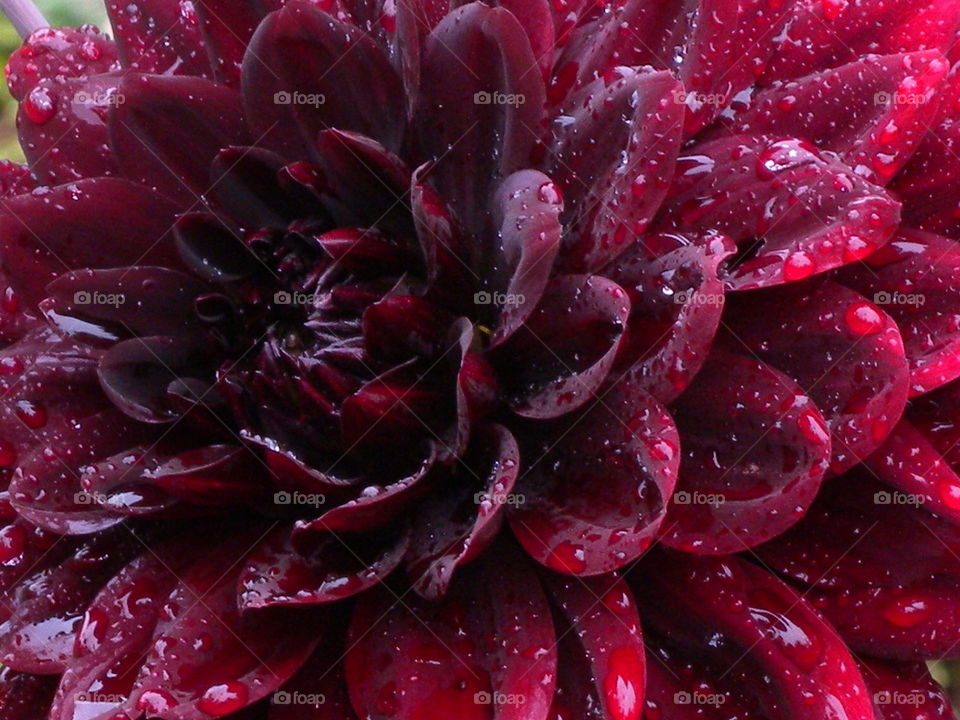 fantastic 
Dahlie
rain on flower