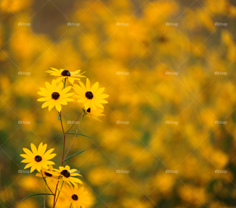 flowers nature flower yellowflower by lightanddrawing