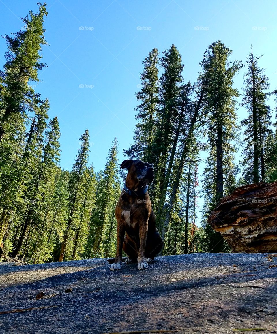 Thor checking out the Sierras!