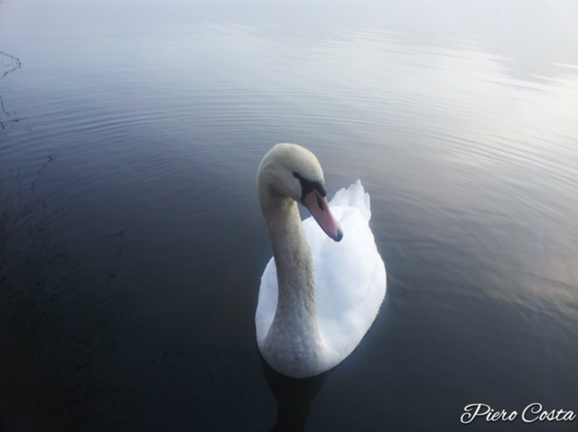 cigno