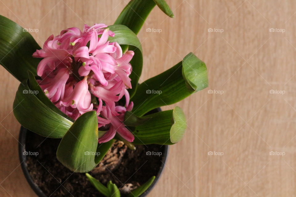 Flowers on wooden table