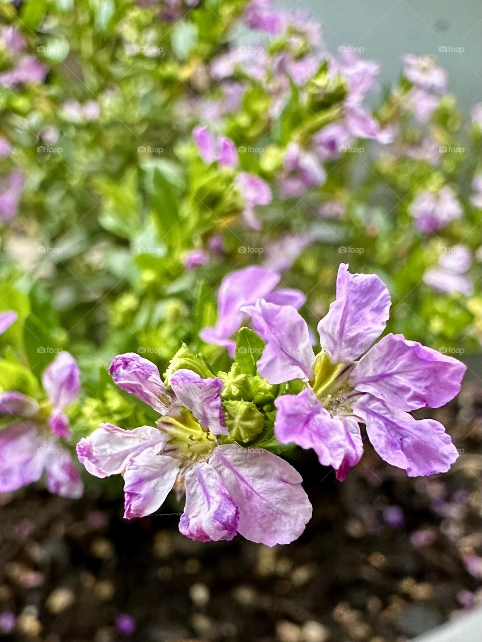 Pink Mexican heather growing in backyard container garden summer petals blooming suburban flowers summer nature