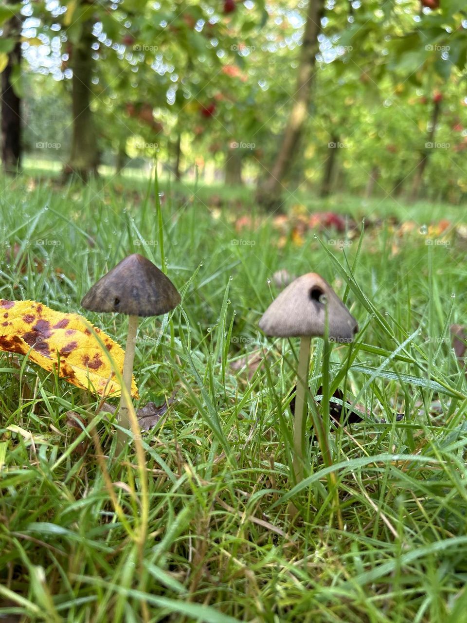 Mushrooms 