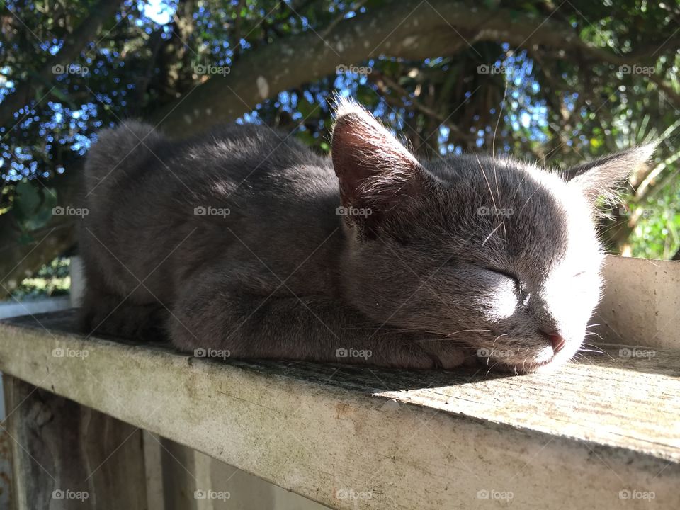 Grey Kitten sunbathing on fence